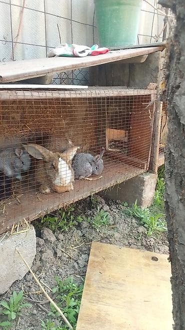 куплю кролик: Продаю | Крольчата | Серый великан | Для разведения — 1