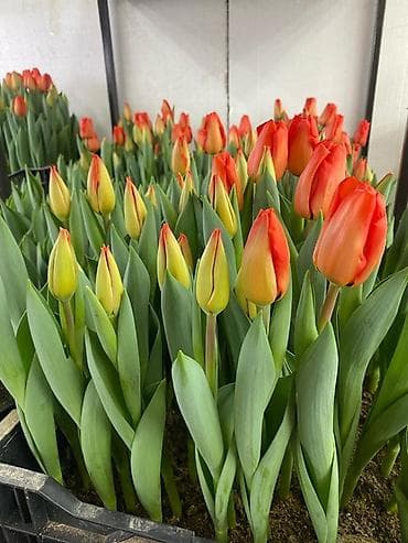 Өнөр жай химиясы: ТЮЛЬПАНЫ ТЮЛЬПАНЫ ТЮЛЬПАНЫ на 8 марта. Бронь - Палитра: ярко‑желтые — 5