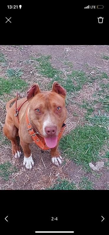 альфа стафф бишкек: Питбуль кубинский порода уши купированные ещё щенок агрессия не — 4