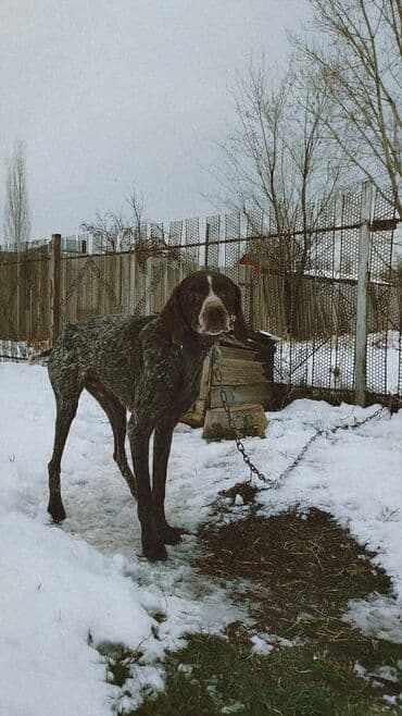 породы собак в бишкеке: Продаю чистокровный курцхар охотничий ишет в стойку встает в машину — 7