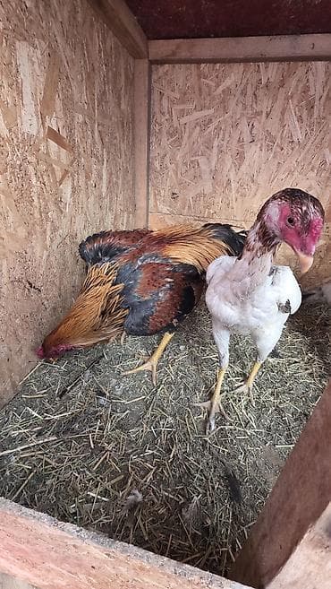 Башка жаныбарлар: Сатам | Короздор | Тебиштирүүчү | Көбөйтүү үчүн — 1