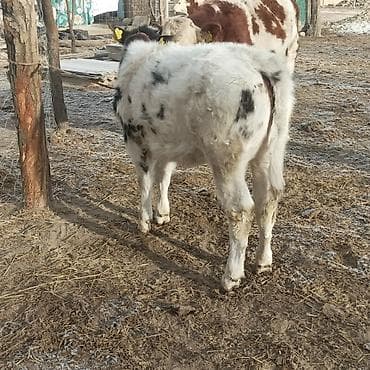 Үй жаныбарлары үчүн товарлар: Сатам | Музоо | Бельгия | Бордоп семиртүү үчүн — 1