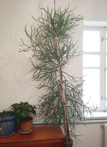 ручка для пенспиннинга купить в бишкеке: Молочай тирукалли (Euphorbia tirucalli), также известен как — 2