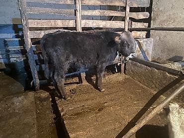 сухо торпок: Сатам | Музоо | Аргын | Бордоп семиртүү үчүн | Байланган — 1