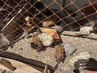 Продаю куры несушки Брама Полубрама и обычные 11штук и петух 🐔