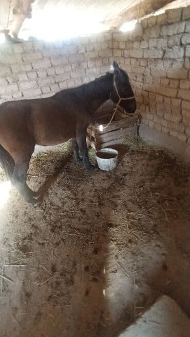 купить породистую собаку: Сатам | Байтал | Жумушка — 2