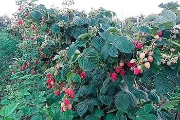 Малина ремонтантная (сорт