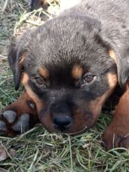 отдам даром щенка ротвейлера: Ротвейлер, 2 месяца, Самец, С прививкой, С родословной — 1