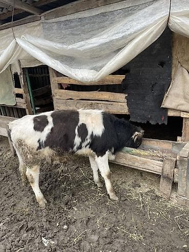 Продам с/х животных: Продаю | Бык (самец) | На откорм — 5