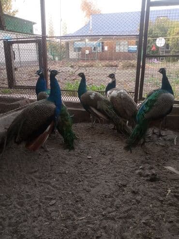 купить попугая недорого: Продаю взрослых павлинов 🦚🦚🦚🦚🦚❗ — 4