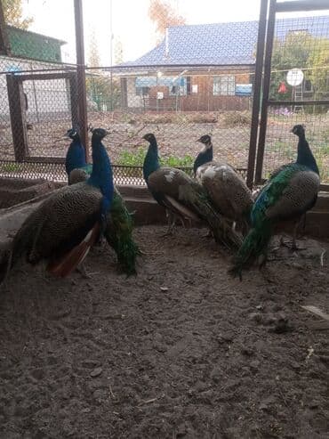 говорящий попугай купить бишкек: Продаю взрослых индийских павлинов — 7