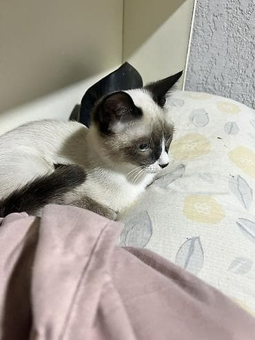 немецкая овчарка черная цена: Котята - Окрас: серо‑тигровые табби (полосатые) и колор‑пойнт с — 4