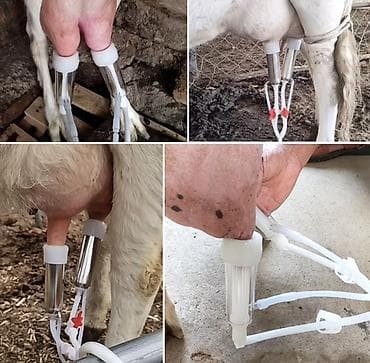 Животные: На Заказ 🐄 Портативдүү саан аппараты — ыңгайлуу, тез жана натыйжалуу! — 1