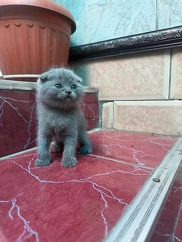 котята шотландские купить: SCOTISH FOLD (ШОТЛАНДСКАЯ ВИСЛОУХАЯ - Мальчик и девочка, 2 месяца — 2
