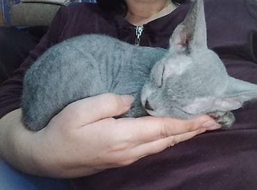 экзотическая короткошёрстная кошка: В продаже котёнок модели Донской сфинкс, оригинал . 15 ноября 2025 — 3