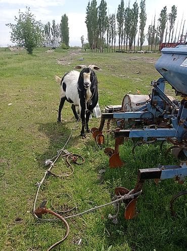 теке козел: Продаю | Козёл (самец) | Полукровка | Для разведения | Племенные — 3