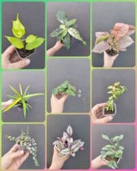 живые растения в аквариум купить: ● Комнатные растения (укоренённые черенки, молодые растения, взрослые — 1