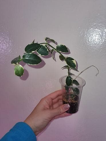 Хойи
Цены 200, 300, 400 сом