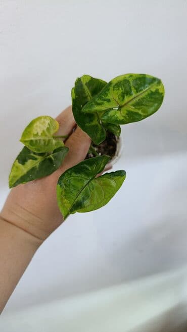 домашние растение: Продаю цветы все цены разные, находится в Кара Балте — 12