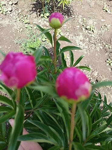 под цветники для комнаты: Пионы оптом и в розницу!🌿 🌿 Сорта и окраски: 🌿"Дюшес де Немур " - — 6