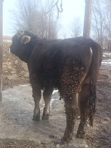 Услуги ветеринара: Продаю | Бык (самец) | На откорм | Привязанные — 2
