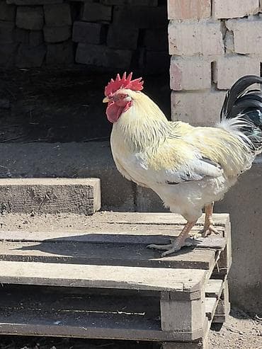 Үй жаныбарлары: Сатам | Тооктор — 2