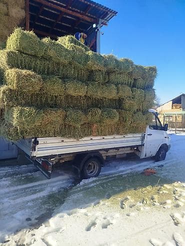 жүгөрү сатып алам: Клевер тук плотный метровый плотный мощный доставкой 430 сом — 2