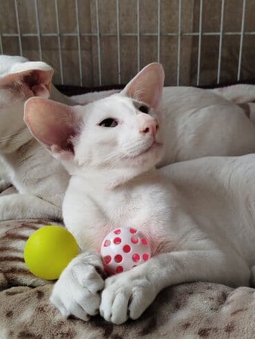 наполнители для кошек: Ориентальная, 4 месяца, Мальчик, Белый, Приучена к лотку, Проглистована, С документами — 22