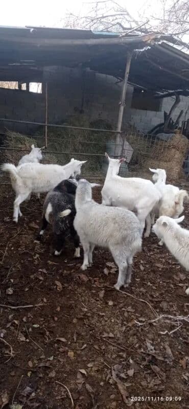 полировычный машынка: Двер 2.000 чулок гип 10.000 балка (ос)на прицеп итд бооз эчкилер — 8