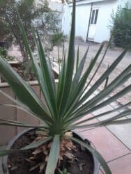 долгосрочная аренда домов арча бешик: 1 комната, Риэлтор, С подселением, С мебелью полностью — 19