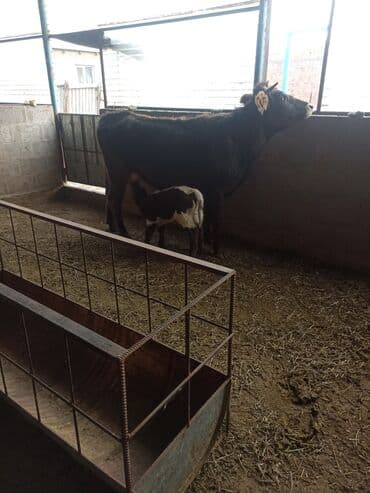 щенки бульдога: Продаю | Корова (самка) | Швицкая, Алатауская | Для разведения, Для молока | После отела — 3