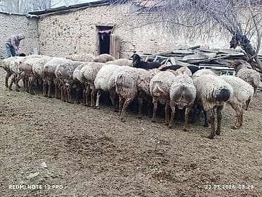 Продаю | Овца (самка) | Полукровка | Для разведения | Матка at lalafo.kg Продаю | Овца (самка) | Полукровка | Для разведения | Матка