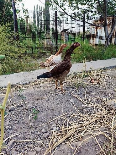 Продаю | Куры | Дакан | Для боев