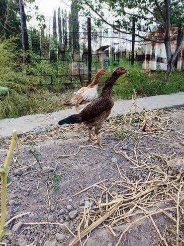 живой баран: Продаю | Куры | Бойцовая | Для боев — 7