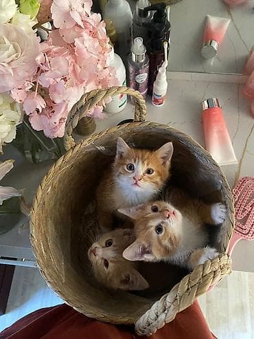 котяти: Котята один рыжий и бежевый мальчики, с белым носиком рыжая девочка — 1