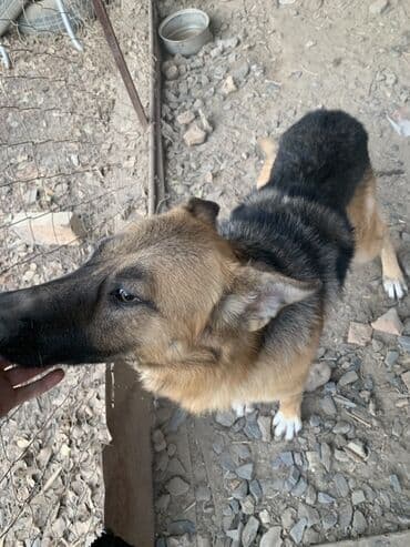 продаю собаки: Немецкая овчарка, классический чепрачный окрас (черный верх — 2