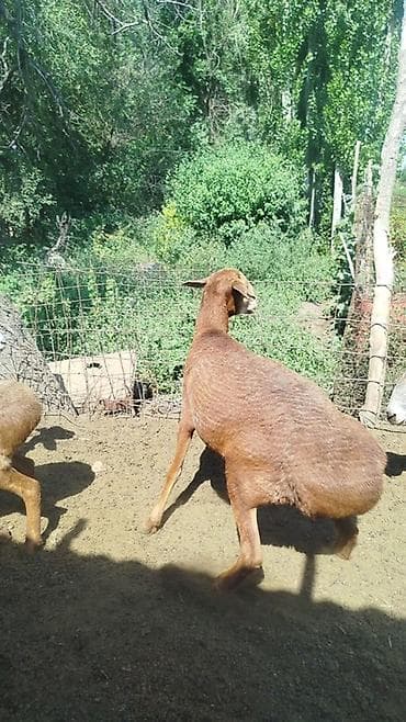 Продаю | Овца (самка) | Для разведения at lalafo.kg Продаю | Овца (самка) | Для разведения