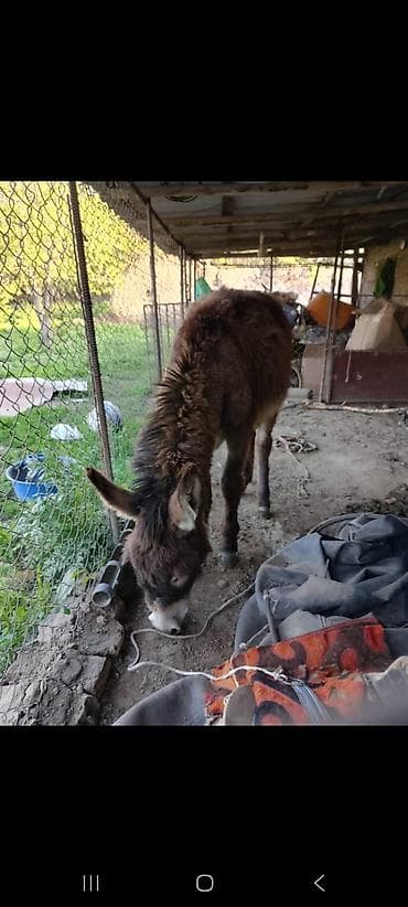 gps трекер для коров: Продаю | Кобыла (самка) | Дончак | Для разведения — 2