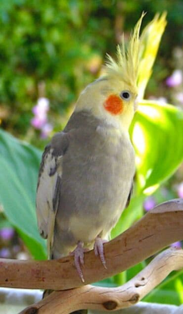 купить птенца волнистого попугая: Попугаи кареллы хорошо учатся говорить и приручаются к рукам. Есть — 8