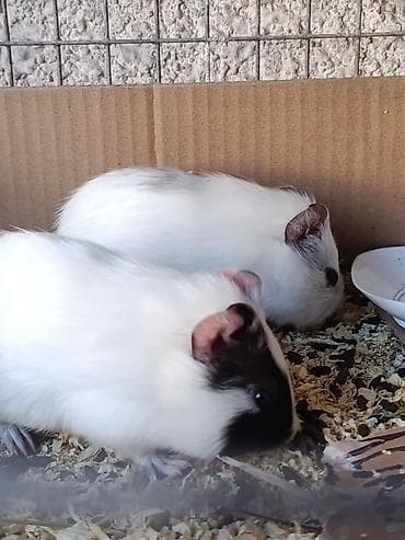 волнистые попугайчики: Морские свинки 2 штуки за 1000 сом пол не знаю — 1