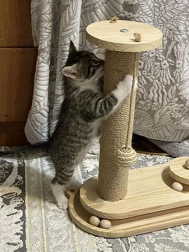 Кошки: Кошка даром: Беспородная, 2 месяца, Мальчик, Приучена к лотку — 4