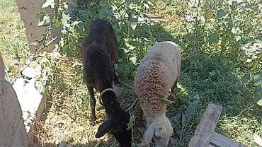 Үй жаныбарлары: Сатам | Кочкор (эркек) | Союуга | Ургаачы — 3
