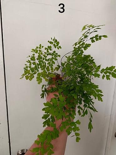 фруктовый себет: 🌿 Продаю Адиантум (Венерин волос) - нежный и очень живучий! Продаю — 5