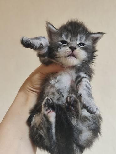 купить кошку бенгальскую: Предлагаются к предварительному бронирование котята мейкуна,есть — 4