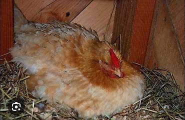 курой: Продаю | Куры | Для разведения — 1