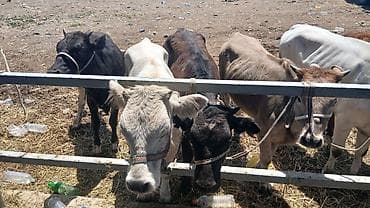 бык бычок: Продаю | Музоо, торпок | На откорм | Привязанные — 3