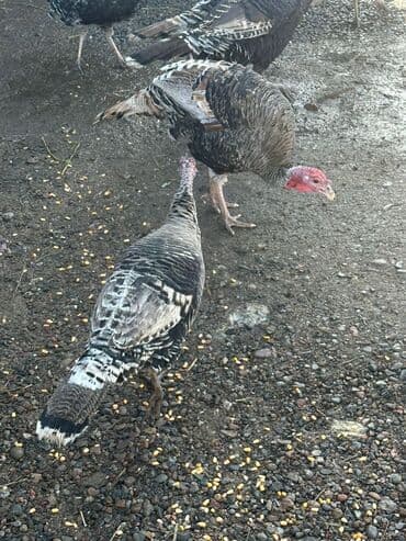 Продаю | Индюк (самец) | На забой | Племенные