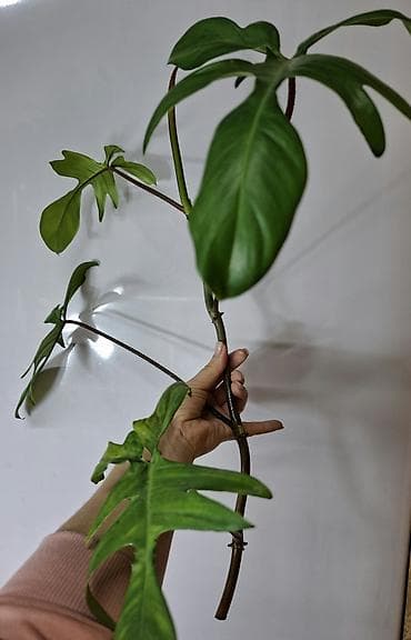 антуриум цветок цена: В продаже Промежуточные срезы Монстера Альба с корнями, уже можно — 8