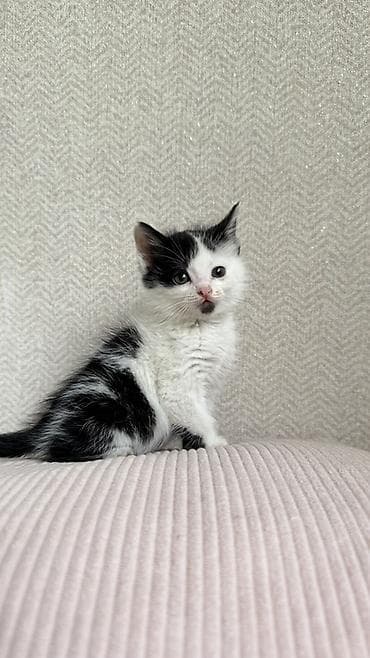 возьму кота: Беспородная, 2 месяца, Девочка, Биколор — 2