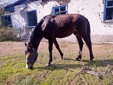 стаф терьер: Продаю | Жеребец | Для разведения — 1